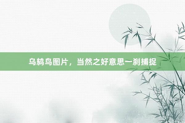 乌鸫鸟图片，当然之好意思一刹捕捉