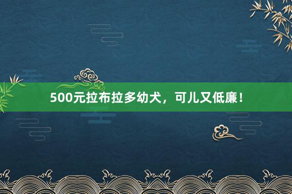 500元拉布拉多幼犬，可儿又低廉！